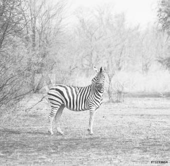 Picture of Zebra in bush